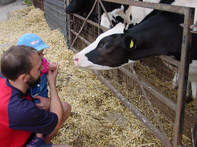 Misha a little nervous at how big this calf is