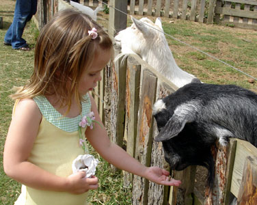 Cheeky goats at butterfly world... there were butterflies too!