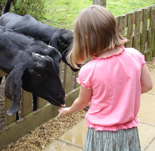 More animals at butterfly world - no wonder it's such a favourite!